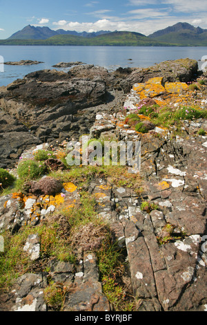 Lichen on rocks with the Cuillin mountain range in the background. Isle of Skye, Scotland. Stock Photo