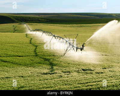 Agriculture - Operating center pivot irrigation system on a green grain field / Idaho, USA. Stock Photo