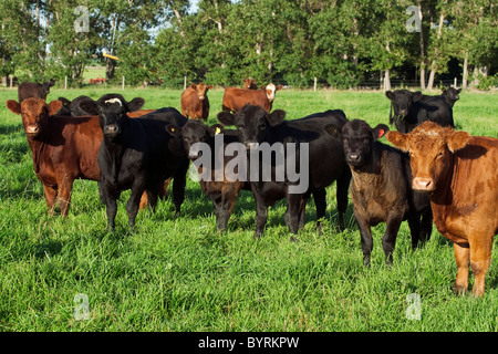 Livestock - Black and red Angus beef cows and calves on a green pasture / Alberta, Canada. Stock Photo