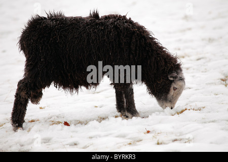 Herdwick Sheep in snow, 'Lake District', Cumbria, England, UK Stock Photo