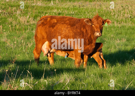 Livestock - A Red Angus beef cow with her nursing calf on a green pasture / Alberta, Canada. Stock Photo