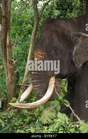 Sri Lanka, Pinnawala Elephant Orphanage. Large blind male elephant injured by being shot. Stock Photo