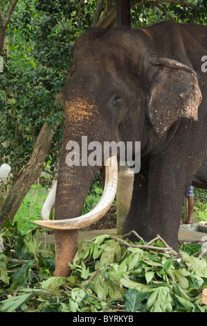 Sri Lanka, Pinnawala Elephant Orphanage. Large blind male elephant injured by being shot. Stock Photo