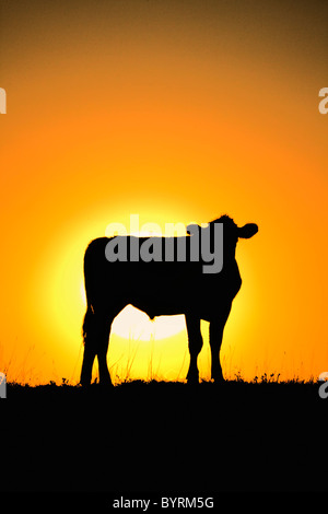 Livestock - Beef cow on a ridgeline silhouetted by the setting sun / Alberta, Canada.