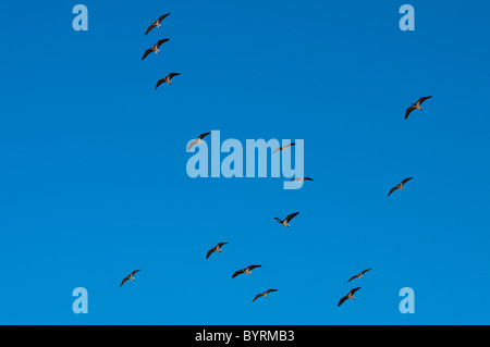 Flock of Straw-necked Ibis (Threskiornis spinicollis) in flight Stock Photo