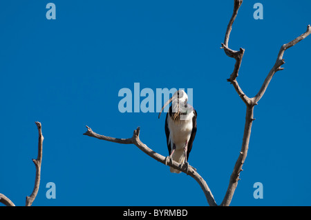 Straw-necked Ibis (Threskiornis spinicollis) Stock Photo