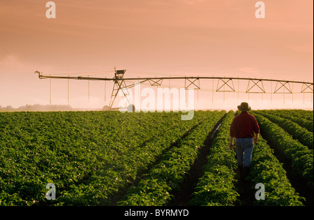 A farmer stands in his mid growth potato field observing a center pivot irrigation system in operation in late afternoon light. Stock Photo