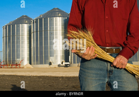 Closeup of a farmer holding stalks of mature wheat with grain storage bins in the background / near Lorette, Manitoba, Canada. Stock Photo