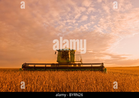 Agriculture - A John Deere combine harvests mature soybeans in late afternoon light / near Oakbank, Manitoba, Canada. Stock Photo