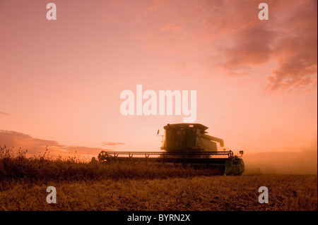 Agriculture - A John Deere combine harvests mature soybeans at sunset / near Oakbank, Manitoba, Canada. Stock Photo
