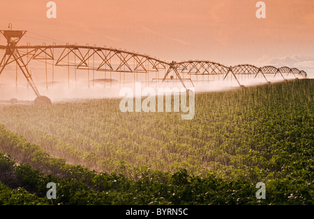 Agriculture - A center pivot irrigation system irrigates a field of mid growth potatoes / Tiger Hills, Manitoba, Canada. Stock Photo