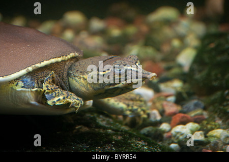 Close-up of a Spiny Softshell Turtle. Stock Photo