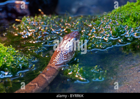 Close-up of a Northern Water Snake. Stock Photo