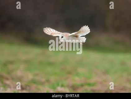 Wild Barn Owl hunting over rough grasslands, Norfolk Stock Photo