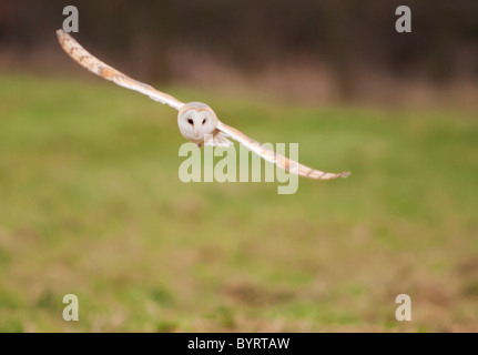 Wild Barn Owl gliding and looking towards camera, Norfolk Stock Photo