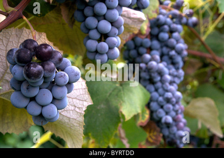 Grape bunches on vine Stock Photo
