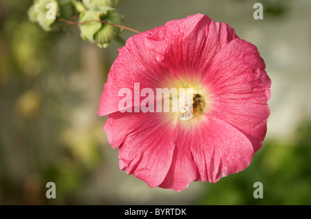 Bee gathers nectar  from pink flower Stock Photo