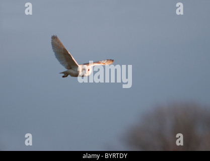 Wild Barn Owl hunting, Norfolk Stock Photo