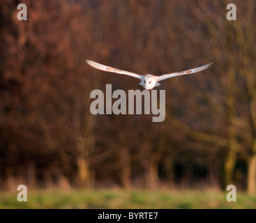 Wild Barn Owl hunting over rough Norfolk Grassland Stock Photo