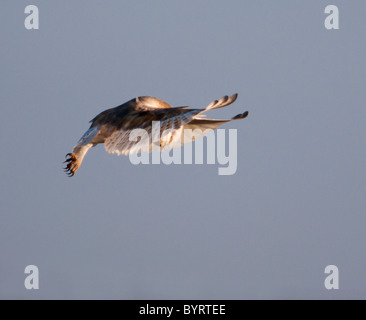 Wild Barn Owl hovering and looking for Prey, Norfolk Stock Photo