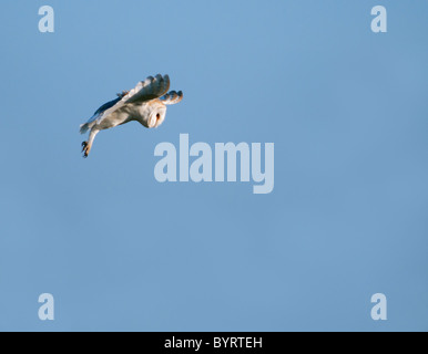 Wild Barn Owl hovering and looking for Prey, Norfolk Stock Photo