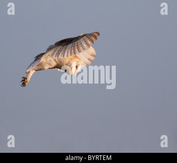 Wild Barn Owl hovering looking for Prey, Norfolk Stock Photo