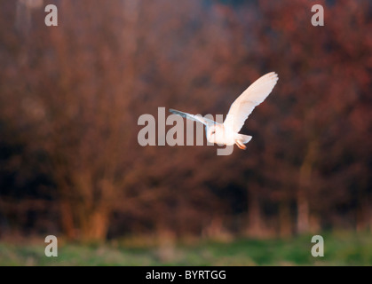 Wild Barn Owl hunting over rough Norfolk Grassland Stock Photo