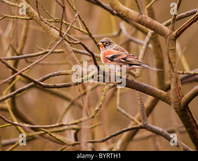 Male Brambling, Fringilla montifringilla, perched on branch Stock Photo
