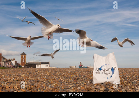 Seagulls after chips with focus on the chip bag at Aldeburgh beach , Suffolk , England , Britain , Uk Stock Photo