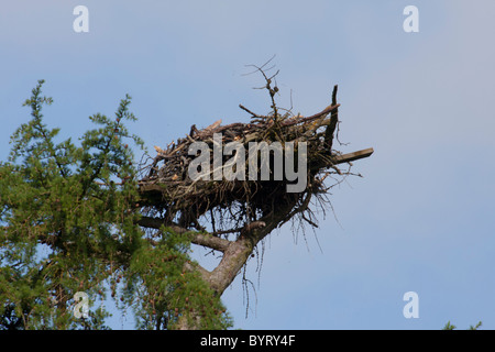 osprey  nest on scottish pine tree Stock Photo