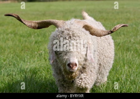 Mohair goat - Angora goat Stock Photo