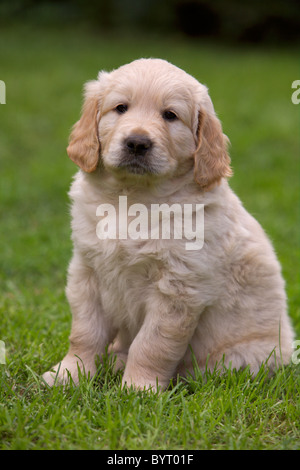 Golden Retriever puppy Stock Photo