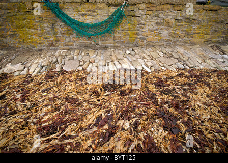 Swanage Hampshire England UK Beach Seaweed Stock Photo