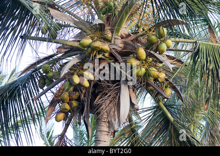 green coconuts on tree Stock Photo