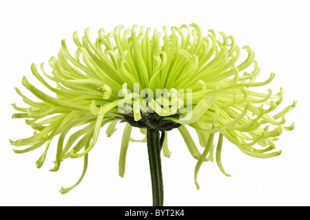 Green Spider Chrysanthemum side view Stock Photo