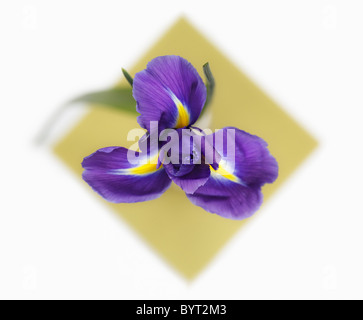 Iris overhead Stock Photo