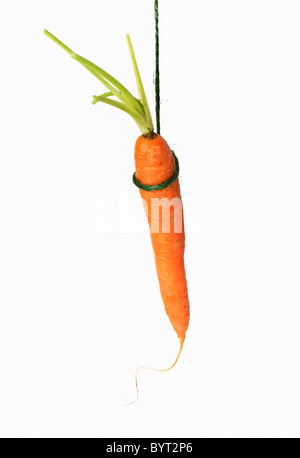 One Carrot on string Stock Photo