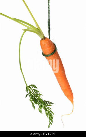 One fresh carrot on string Stock Photo
