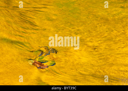 Fall color reflections on Trout Creek, South Santiam River, Cascade Mountains, Oregon. Stock Photo