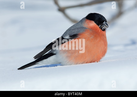 The Bullfinch (Pyrrhula pyrrhula) in the winter. Beautiful bird in the wild nature. Stock Photo