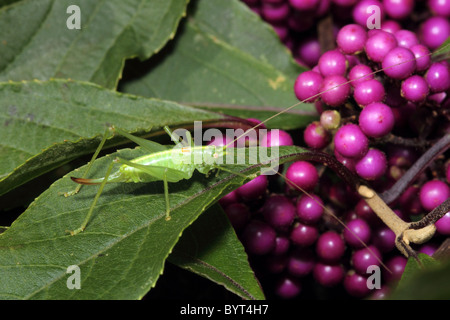 Oak Bush Cricket (Meconema thalassinum) - female Stock Photo