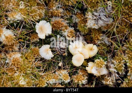 Mosses and fungi on subantarctic Campbell Island, New Zealand Stock Photo