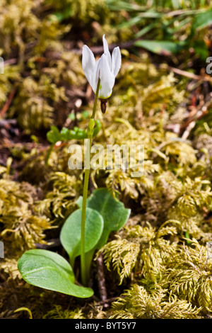 Example of a White Jeffreys Shooting Star, Vancouver Island, Canada Stock Photo