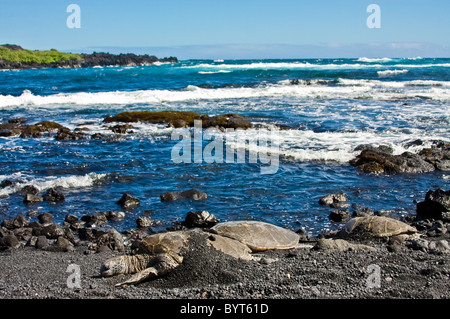 Green sea turtles on black sand beach Stock Photo