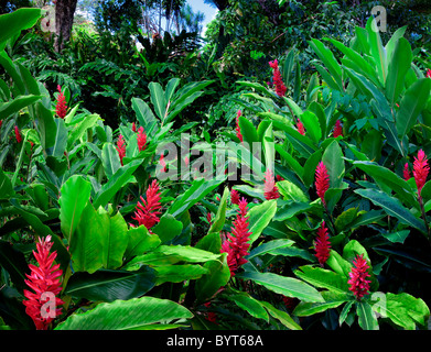 Red Ginger (Alpinia purpurata) on the road to Hana. Mauai, Hawaii Stock Photo