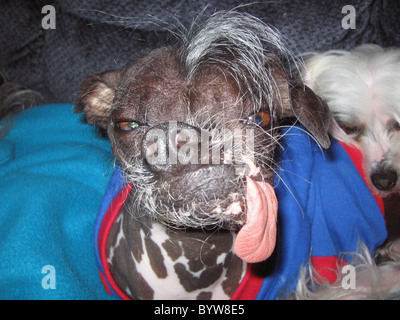 WORLD'S UGLIEST DOG IS CROWNED It's that time of year again - where ugly dogs of the world get together to decide who is indeed Stock Photo