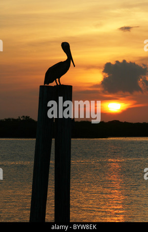 Pelican Sunrise on Boca Ceiga Bay Madeira Beach Florida. Stock Photo