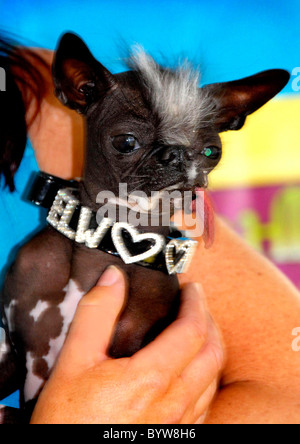 WORLD'S UGLIEST DOG IS CROWNED It's that time of year again - where ugly dogs of the world get together to decide who is indeed Stock Photo