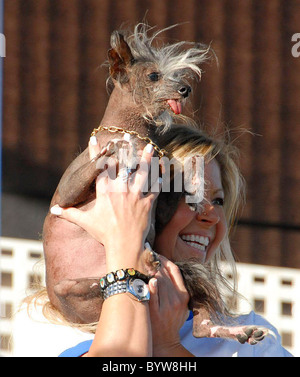 WORLD'S UGLIEST DOG IS CROWNED It's that time of year again - where ugly dogs of the world get together to decide who is indeed Stock Photo