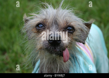 WORLD'S UGLIEST DOG IS CROWNED It's that time of year again - where ugly dogs of the world get together to decide who is indeed Stock Photo